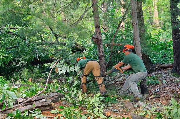 Tree Root Removal in Yates Center, KS